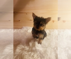 Yorkshire Terrier Puppy for sale in CROSSVILLE, TN, USA
