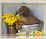Puppy Green Collar Rhodesian Ridgeback