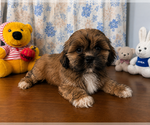 Small #12 Lhasa Apso