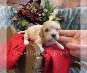 Cavachon Puppy for sale in LE MARS, IA, USA