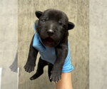 Small #1 Mutt
