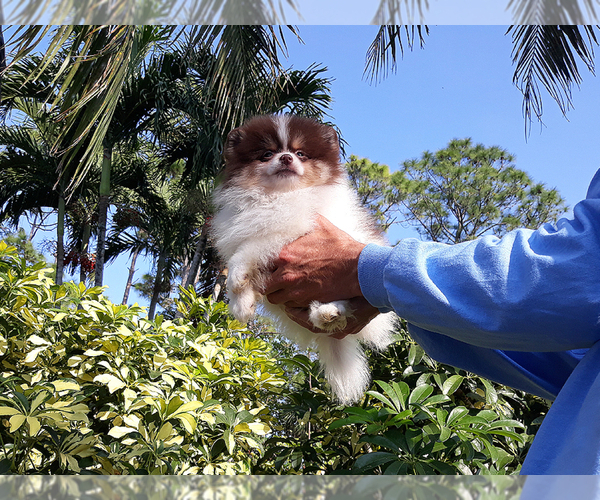 Medium Photo #10 Pomeranian Puppy For Sale in WEST PALM BEACH, FL, USA
