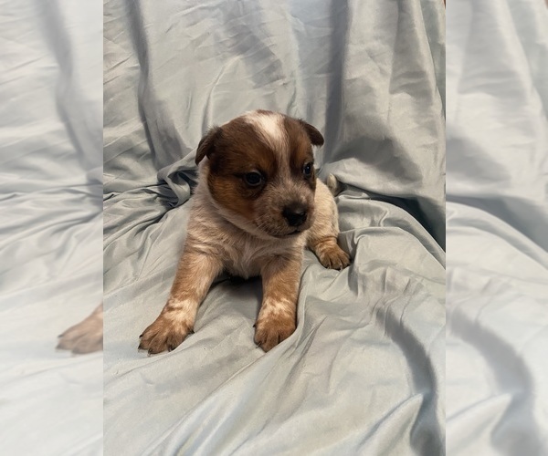 Medium Photo #1 Australian Cattle Dog Puppy For Sale in FORAKER, IN, USA