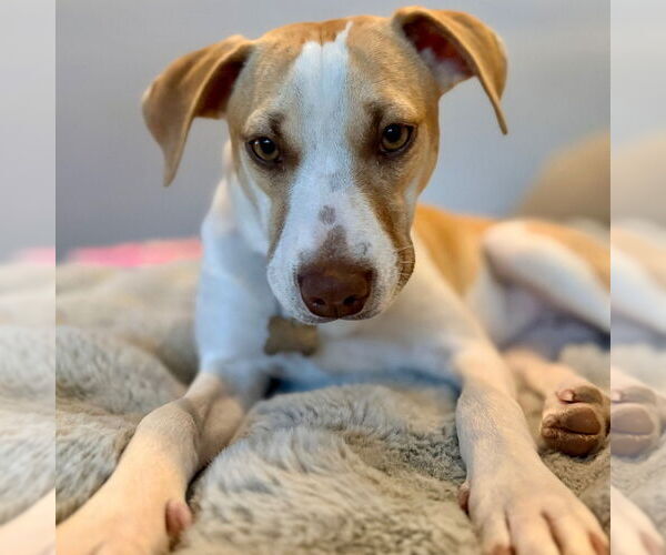 Medium Photo #13 Mutt Puppy For Sale in Canton, CT, USA