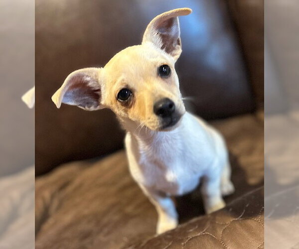 Medium Photo #12 Chihuahua-Unknown Mix Puppy For Sale in Canton, CT, USA