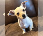 Small #11 Chihuahua Mix