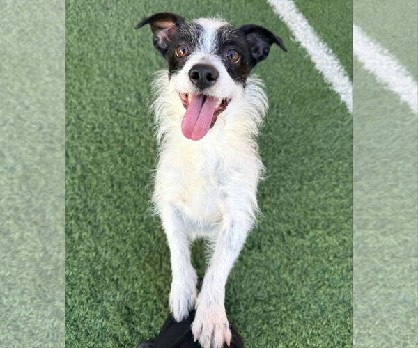 Medium Photo #3 Cairn Terrier-Unknown Mix Puppy For Sale in phoenix, AZ, USA