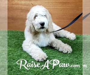 Goldendoodle-Poodle (Standard) Mix Puppy for sale in OVERGAARD, AZ, USA