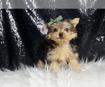Small #3 Yorkshire Terrier