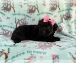Small #3 Aussiedoodle Miniature 