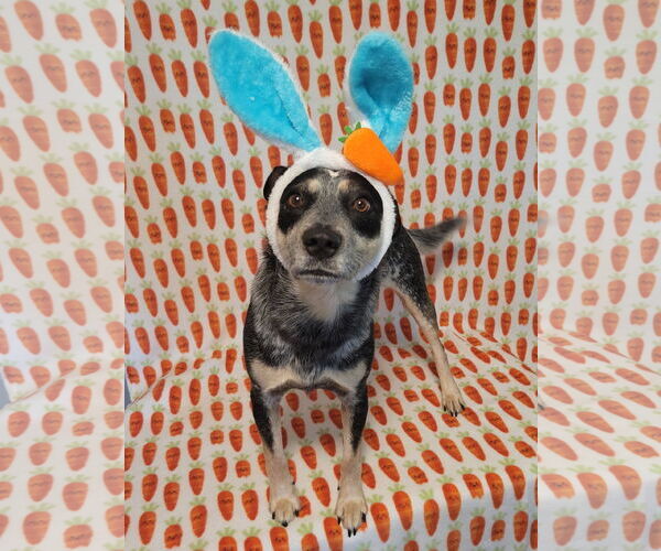 Medium Photo #7 Mutt Puppy For Sale in FAIRLAWN, OH, USA