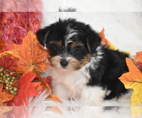 Medium Photo #1 Yorkshire Terrier Puppy For Sale in ELDORADO, OH, USA