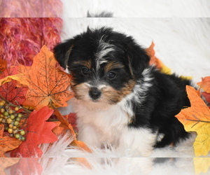 Yorkshire Terrier Puppy for sale in ELDORADO, OH, USA