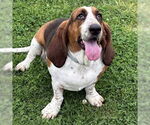 Small Basset Hound