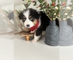Puppy Angel Australian Shepherd