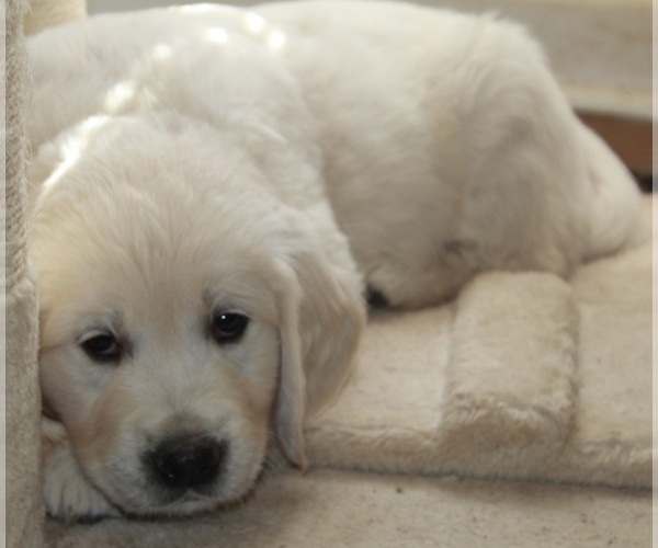 Medium Photo #28 English Cream Golden Retriever Puppy For Sale in RINGGOLD, GA, USA