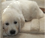 Small Photo #28 English Cream Golden Retriever Puppy For Sale in RINGGOLD, GA, USA