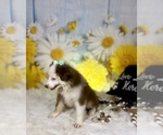 Small #3 Miniature Australian Shepherd