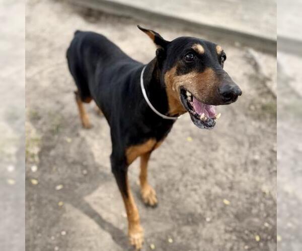 Medium Photo #1 Doberman Pinscher Puppy For Sale in Conroe, TX, USA