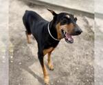 STELLA - Female Doberman Pinscher Dog for Adoption - Small photo
