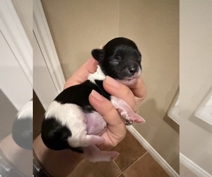 Maltipoo (Toy) Puppy for sale in CARLSBAD, CA, USA