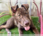 Small #1 Mutt