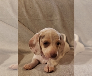 Dachshund Puppy for sale in GALT, CA, USA