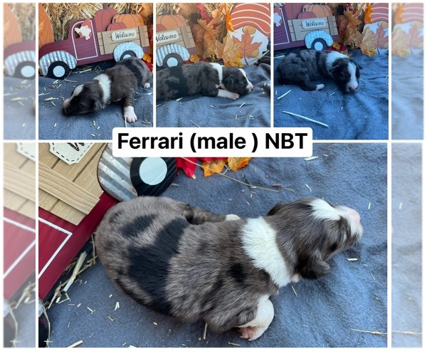 Medium Photo #1 Miniature Australian Shepherd Puppy For Sale in PUYALLUP, WA, USA