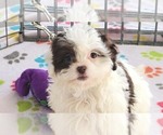 Small #6 ShihPoo