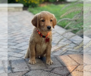 Golden Retriever Puppy for sale in WOLCOTT, IN, USA