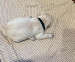 Puppy Yellow Male Labrador Retriever