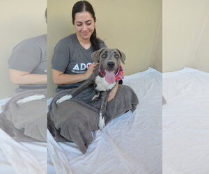 Mutt Dogs for adoption in McKinney, TX, USA