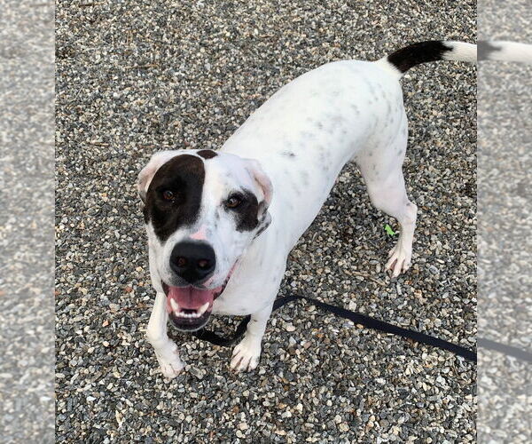 Medium Photo #4 Mutt Puppy For Sale in Elmsford, NY, USA