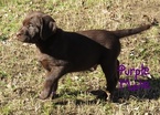 Small Photo #1 Labrador Retriever Puppy For Sale in CALERA, OK, USA