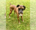 Small Boxer