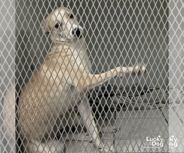 Medium Photo #4 Labrador Retriever-Unknown Mix Puppy For Sale in Washington, DC, USA