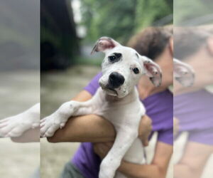 Mutt Dogs for adoption in Elmsford, NY, USA