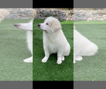 Small #12 Great Pyrenees