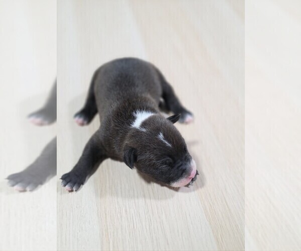 Medium Photo #1 American Pit Bull Terrier Puppy For Sale in SOUTHBOROUGH, MA, USA