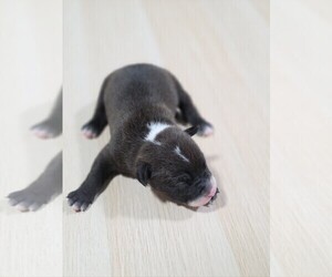 Medium American Pit Bull Terrier