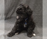 Small Photo #6 Whoodle (Miniature) Puppy For Sale in KATY, TX, USA