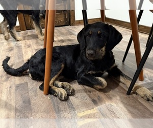 Bernedoodle-Leonberger Mix Dog for Adoption in LITTLE ROCK, Arkansas USA