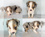 Image preview for Ad Listing. Nickname: Blue Merle male