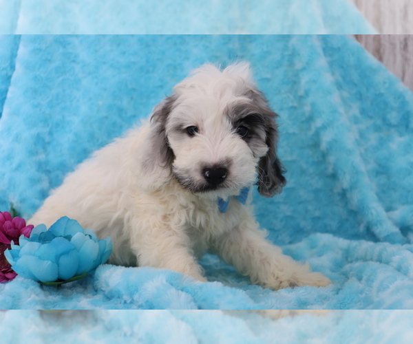 Medium Photo #4 Cocker Spaniel-Poodle (Miniature) Mix Puppy For Sale in SHILOH, OH, USA