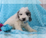 Small Photo #4 Cocker Spaniel-Poodle (Miniature) Mix Puppy For Sale in SHILOH, OH, USA