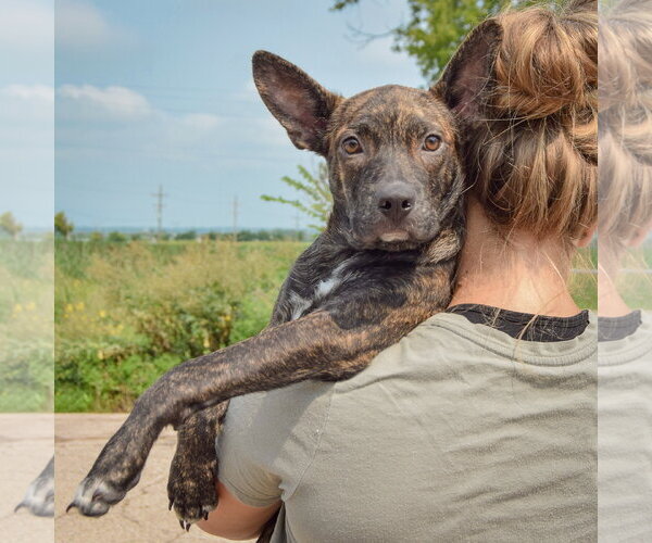 Medium Photo #5 Bo-Dach Puppy For Sale in Huntley, IL, USA