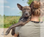 Small #4 Bo-Dach
