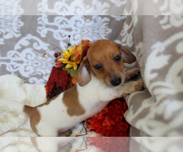 Medium Photo #6 Dachshund Puppy For Sale in SHILOH, OH, USA