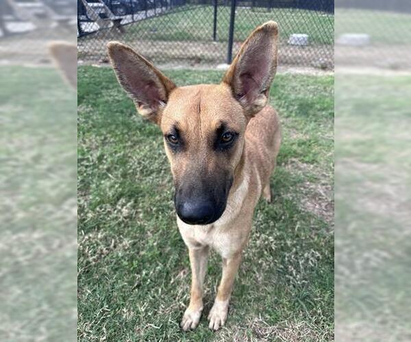 Medium Photo #1 German Shepherd Dog-Unknown Mix Puppy For Sale in Houston, TX, USA
