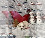 Puppy Pearl Shih Tzu
